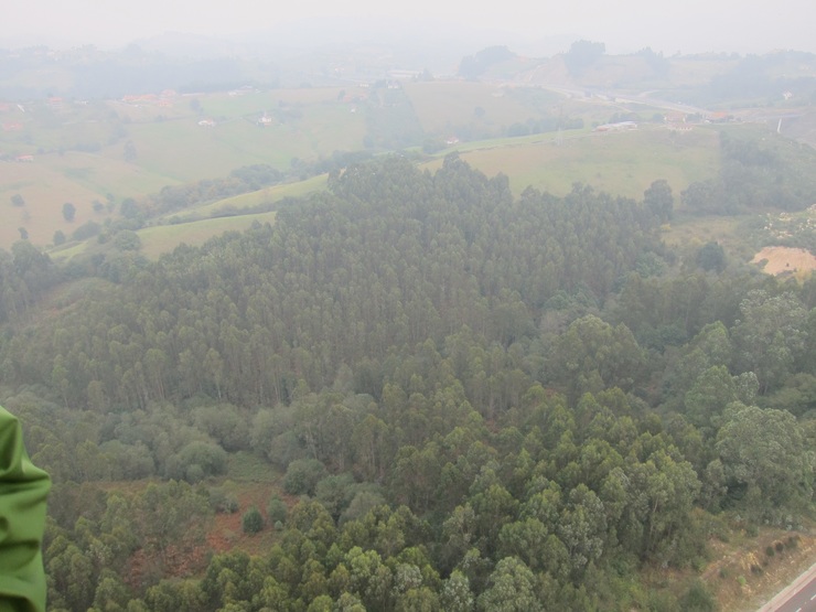 Bosque de eucaliptos