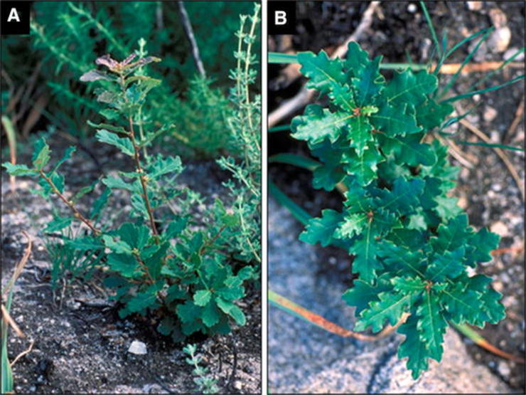 Carballos ananos (Quercus lusitanica Lam.) crecendo no Monte Pindo; A, B, xenotipos CDL e SC1, respectivamente / José, M.C.S., Martínez, M.T., Cernadas, M.J. et al. Trees (2017). doi:10.1007/s00468-017-1570-2.