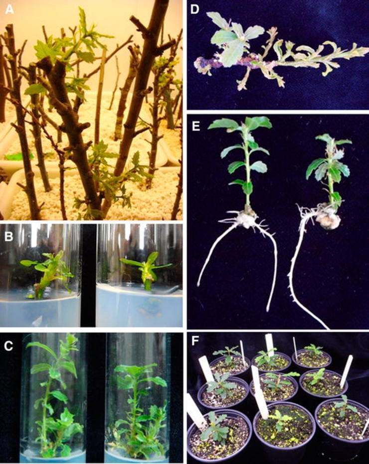 Imaxes de laboratorio do Instituto de Investigacións Agrobiolóxicas do protocolo simple para a micropropagación e conservación a curto prazo de Quercus lusitanica (carballo anano) / José, M.C.S., Martínez, M.T., Cernadas, M.J. et al. Trees (2017). doi:10.1007/s00468-017-1570-2.