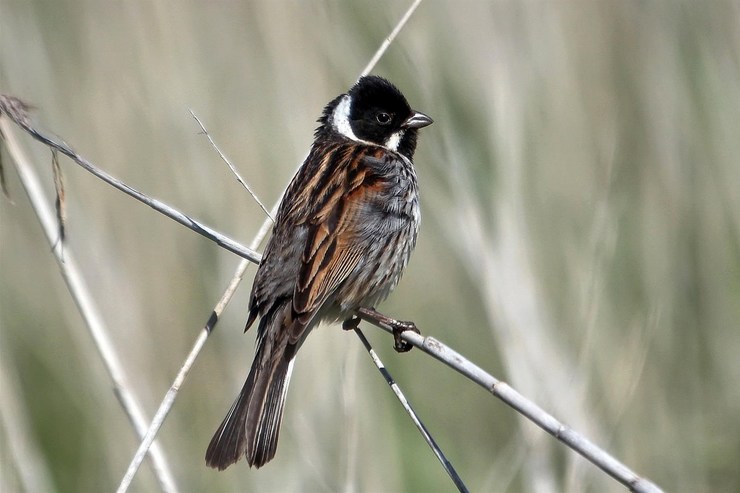 A escribenta das canaveiras (Emberiza schoeniclus) 