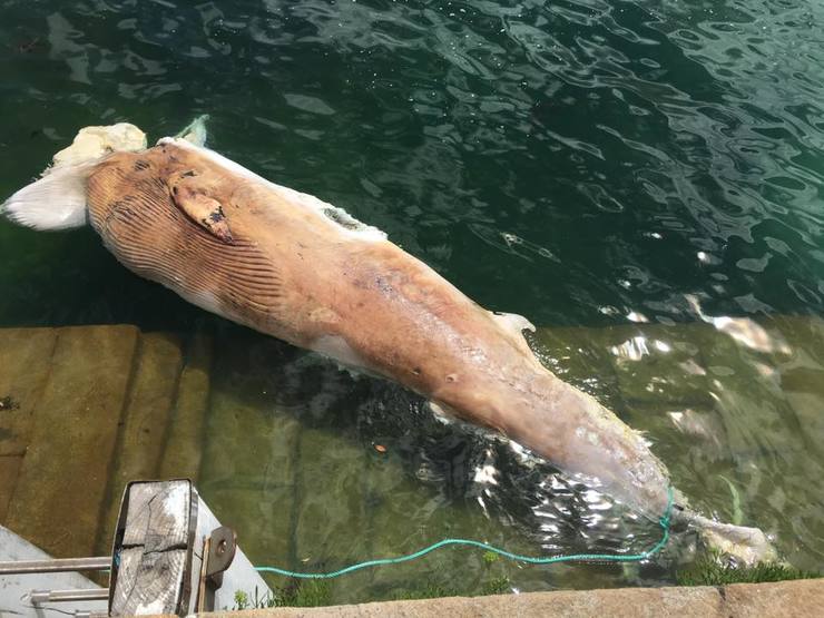 Balea alibranca de sete metros atopada en San Cibrao (Cervo) 