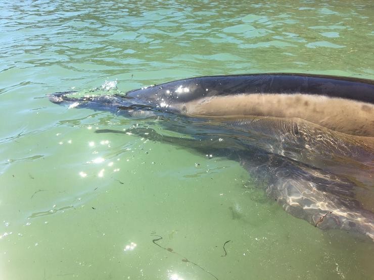 Delfín recuperado y salvado en Ares por CEMMA / Arquivo