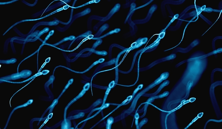 Imaxe de espermatozoides 