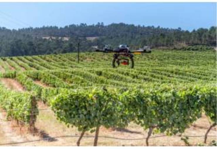 Un dron voa un viñedo na zona do Rosal