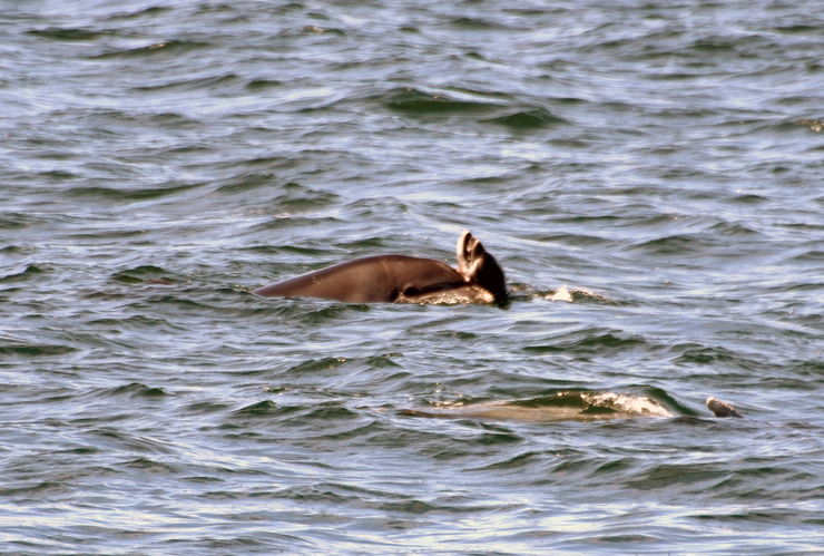 Unha femia arroaz empurra na ría de Arousa a súa cría cara a superficie malia que xa levaba morta varias horas tras o ataque de arroaces machos nun caso de infanticidio / BDRI.