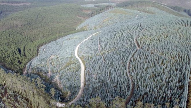 Plantación de eucaliptos en Portugal / CG