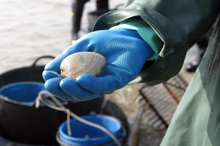 Actividades de marisqueo 