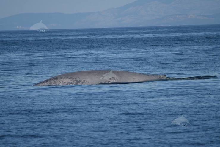 Exemplar de balea azul en augas de Ons 
