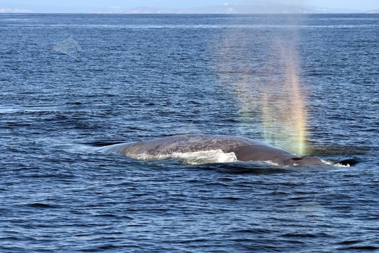 Avistan unha balea azul fronte á costa galega 