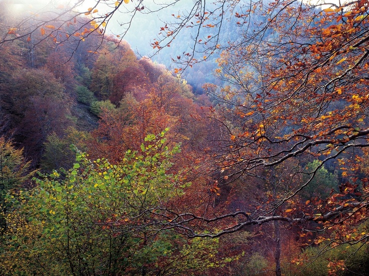 Bosque, árbores, outono, paisaxe, natureza. 