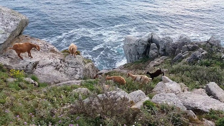 Cabras na zona do cabo de Fisterra 