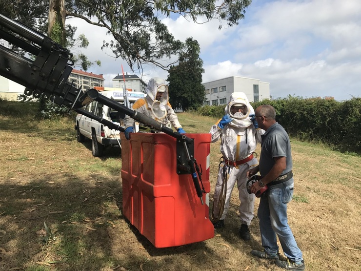 Retirada de niños de velutina en Culleredo (A Coruña)