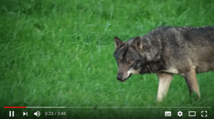 O lobo nun dos vídeos de Chisco Lema