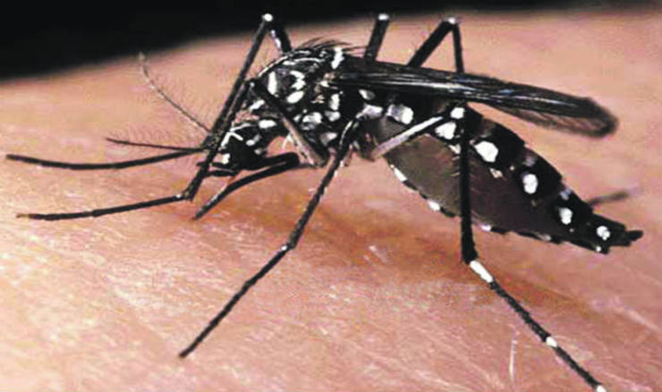 O Aedes aegypti é un insecto transmisor do Zika