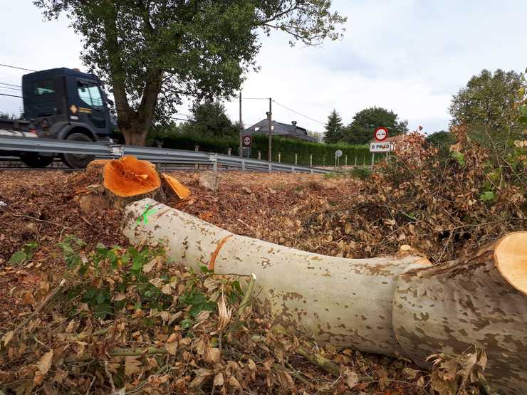 Árbores centenarias cortadas en Pereiro de Aguiar e en Esgos 