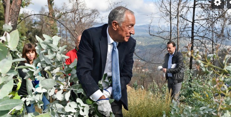 O presidente da República de Portugal, Marcelo Rebelo de Sousa, arrincando eucaliptos 