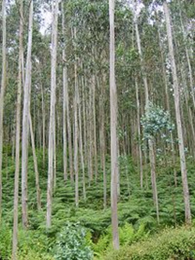 Bosque de eucaliptos / wikipedia