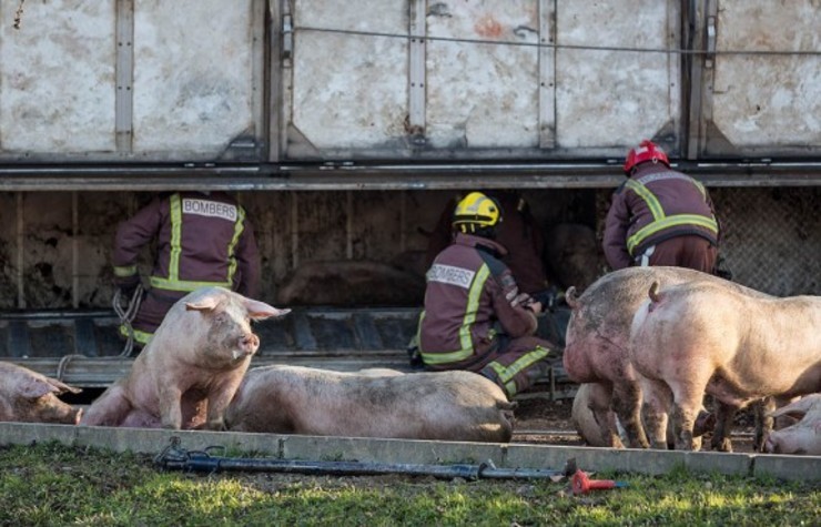 Algúns porcos soltos tras o accidente dun camión que os transportaba 
