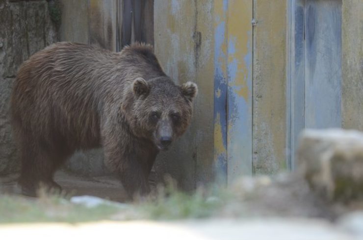 Un oso en Vigozoo / Miguel Núñez