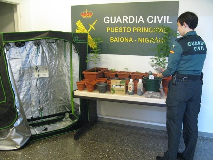 Plantación de marihuana incautada en Baiona (Pontevedra). GUARDIA CIVIL / Europa Press