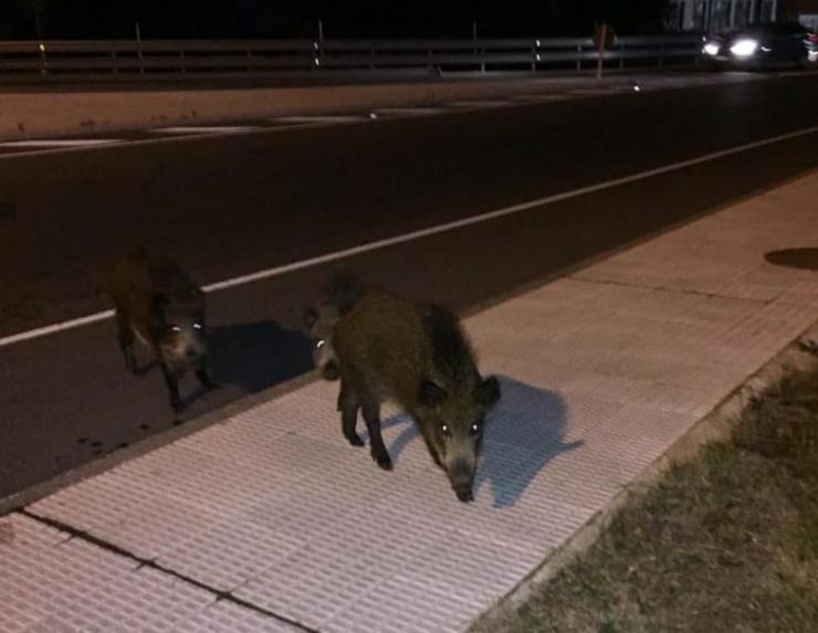 O grupo de xabaríns, cruzando a estrada en Burela 