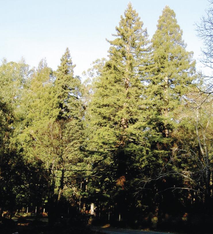  Sequoias da Leira Forqueiros (Bueu, Pontevedra), plantadas por Gaspar  Massó en 1927. Na imaxe, dous exemplares de 50 metros de altura / Bernárdez Villegas, G. et al | Cuad. Soc. Esp. Cienc. For. 44(1) (2018) 1-10.  