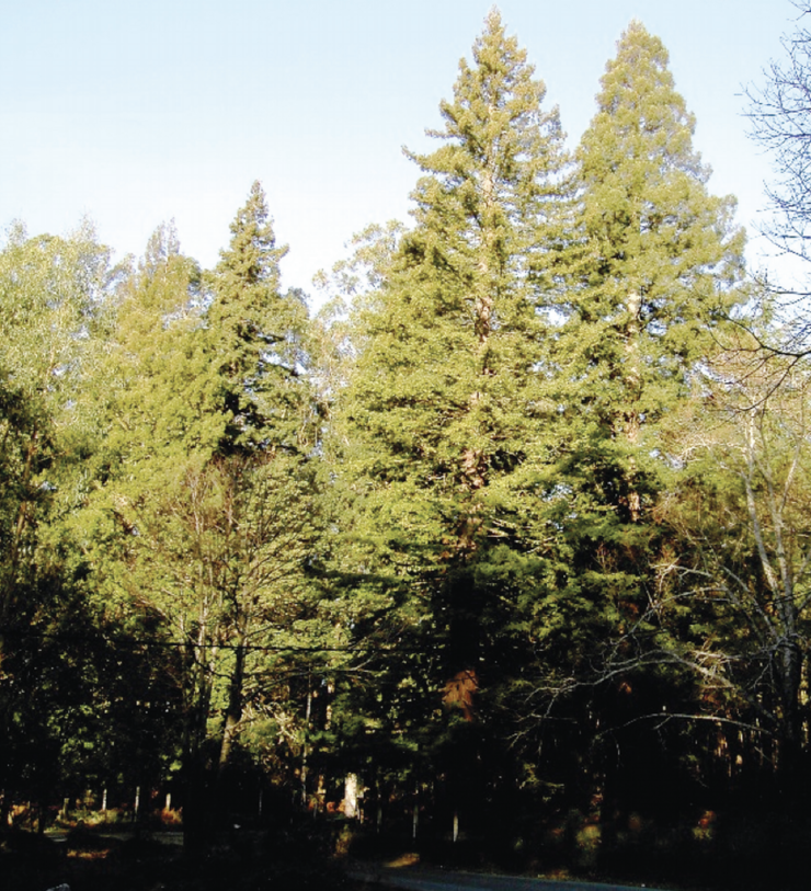 Sequoias da Leira Forqueiros (Bueu, Pontevedra), plantadas por Gaspar  Massó en 1927. Na imaxe, dous exemplares de 50 metros de altura 