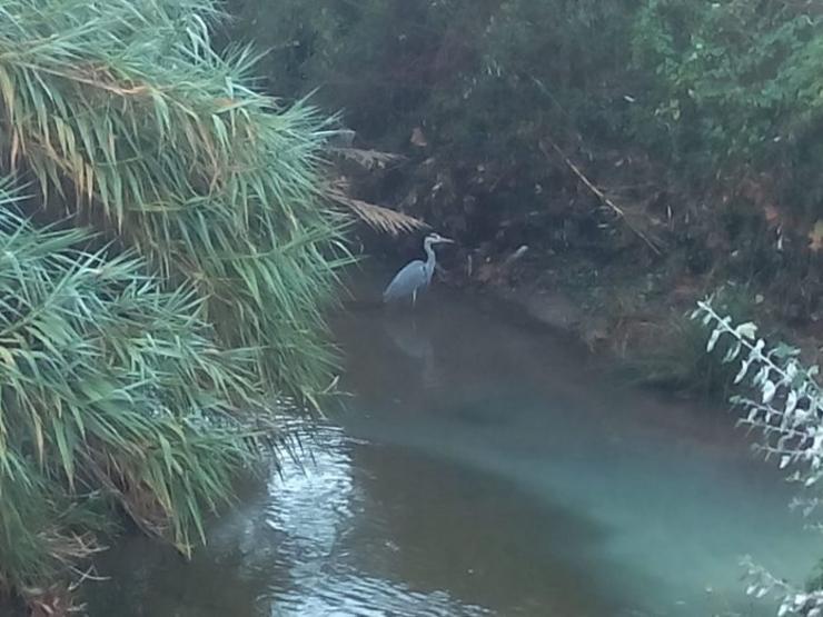 Vertedura no Lagares, pode verse un grou / Xornal de Vigo