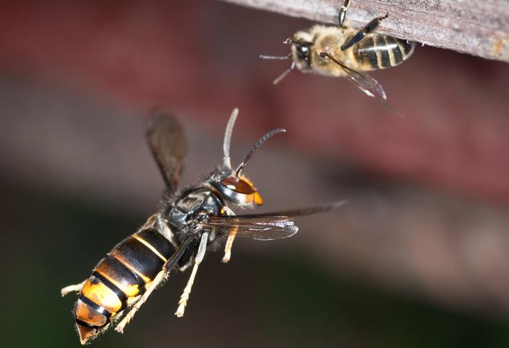 Avespa velutina ataca unha abella 