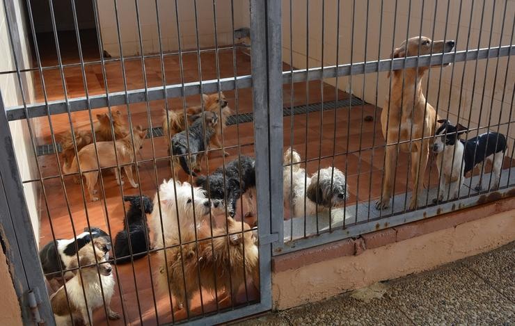 Algúns dos cans abandonados