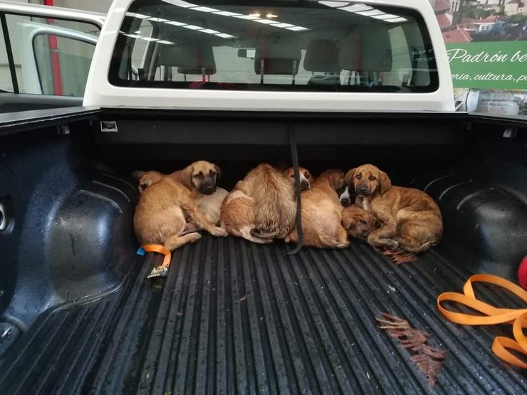Cachorros de mastín abandonados en Padrón 