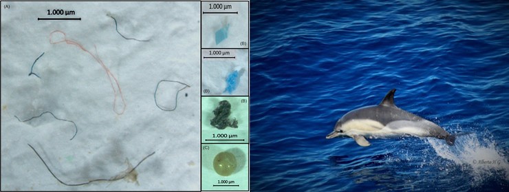 Practicamente a totalidade dos golfiños en Galicia teñen microplásticos nos seus estómagos / IEO.