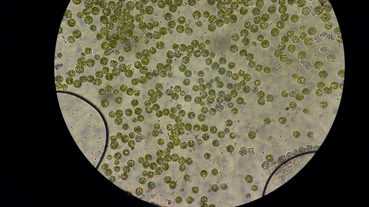 Investigación de compoñentes de algas 