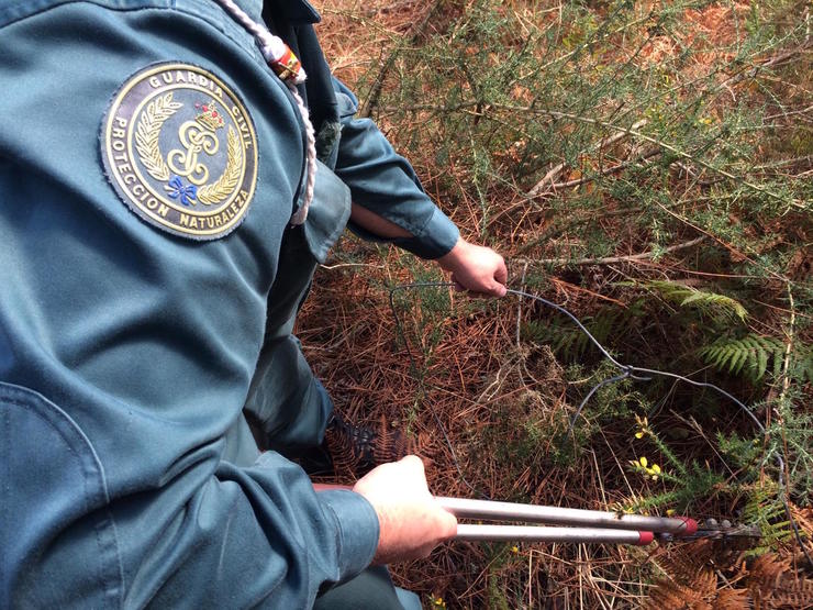 Axente da Garda Civil retira un lazo trampa na serra do Barbanza 