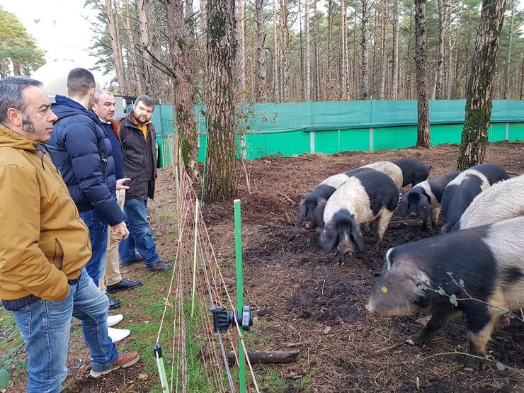 O presidente da Deputación de Lugo visita unha granxa de porcos celtas 