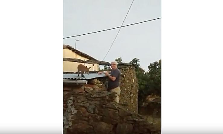Raposo nunha aldea galega 