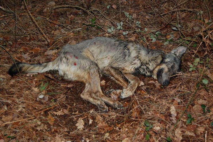 Lobo ibérico novo morto por disparos 