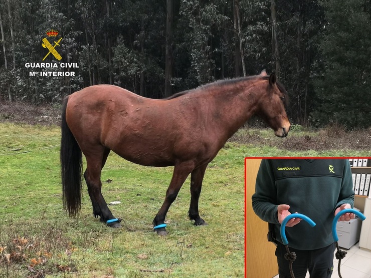 A Garda Civil libera a un cabalo que tiña as patas atadas en Vilaboa