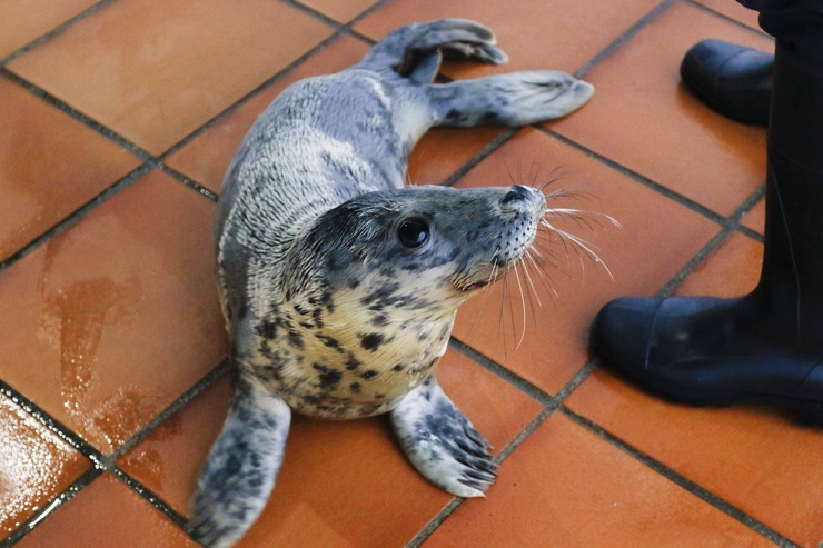 Unha foca achada hai 10 días no porto da Guarda 