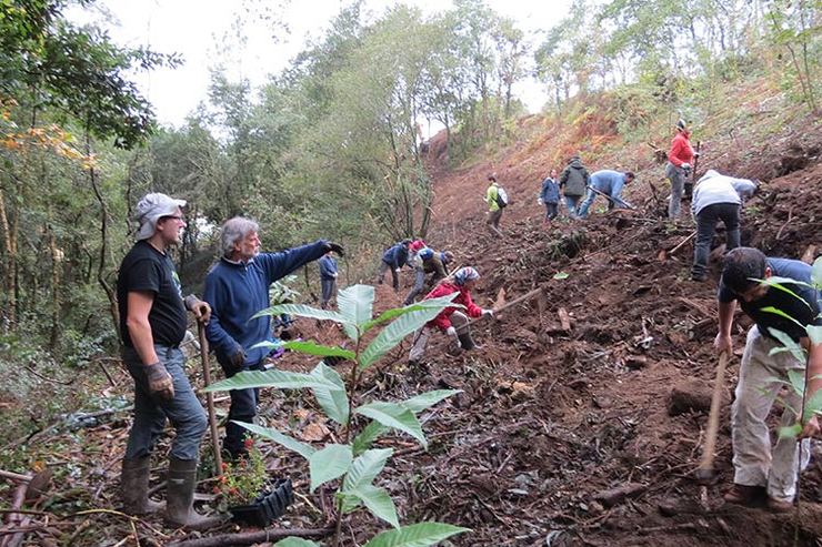 Traballos de recuperación de bosque autóctono.