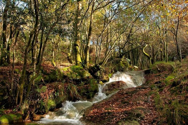 Bosque autóctono de Galicia.