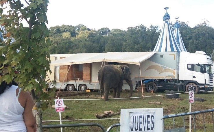 Circo con animais