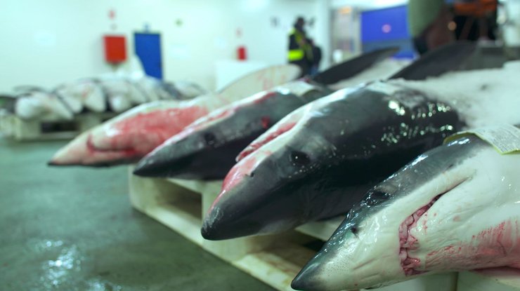 Tiburóns na lonxa de Vigo, nunha imaxe da reportaxe 'Cazando al depredador: la pesca de tiburones en Europa', da cadea de televisión estadounidense Univisión.