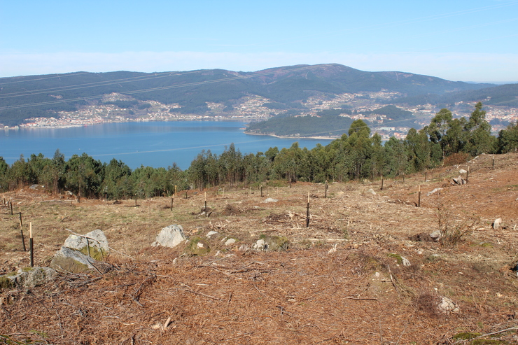 A Comunidade de Montes de Lourenzán substituiu 4 hectáreas de eucalipto por castiñeiro