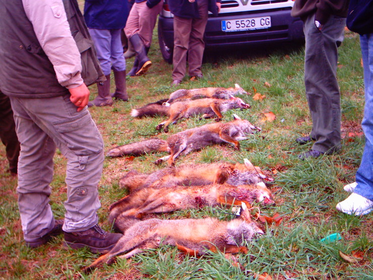 Cazadores con raposos mortos / Clube de Caza de Pobra do Brollón