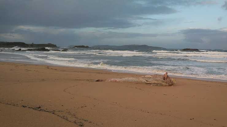 Cachalote morto atopado na praia da Lanzada 