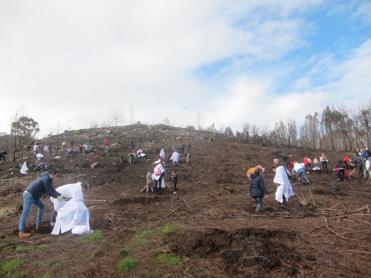 Campaña de reforestación de Abanca no monte de Coruxo 