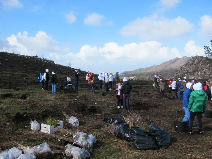 Abanca promove accións de reforestación en Chandebrito 