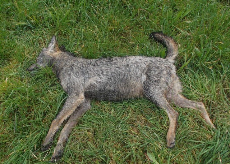 O cadáver dunha loba atopado con disparos en Coristanco 