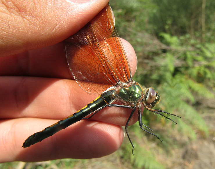 Femia de libélula 'Oxygastra curtisii 